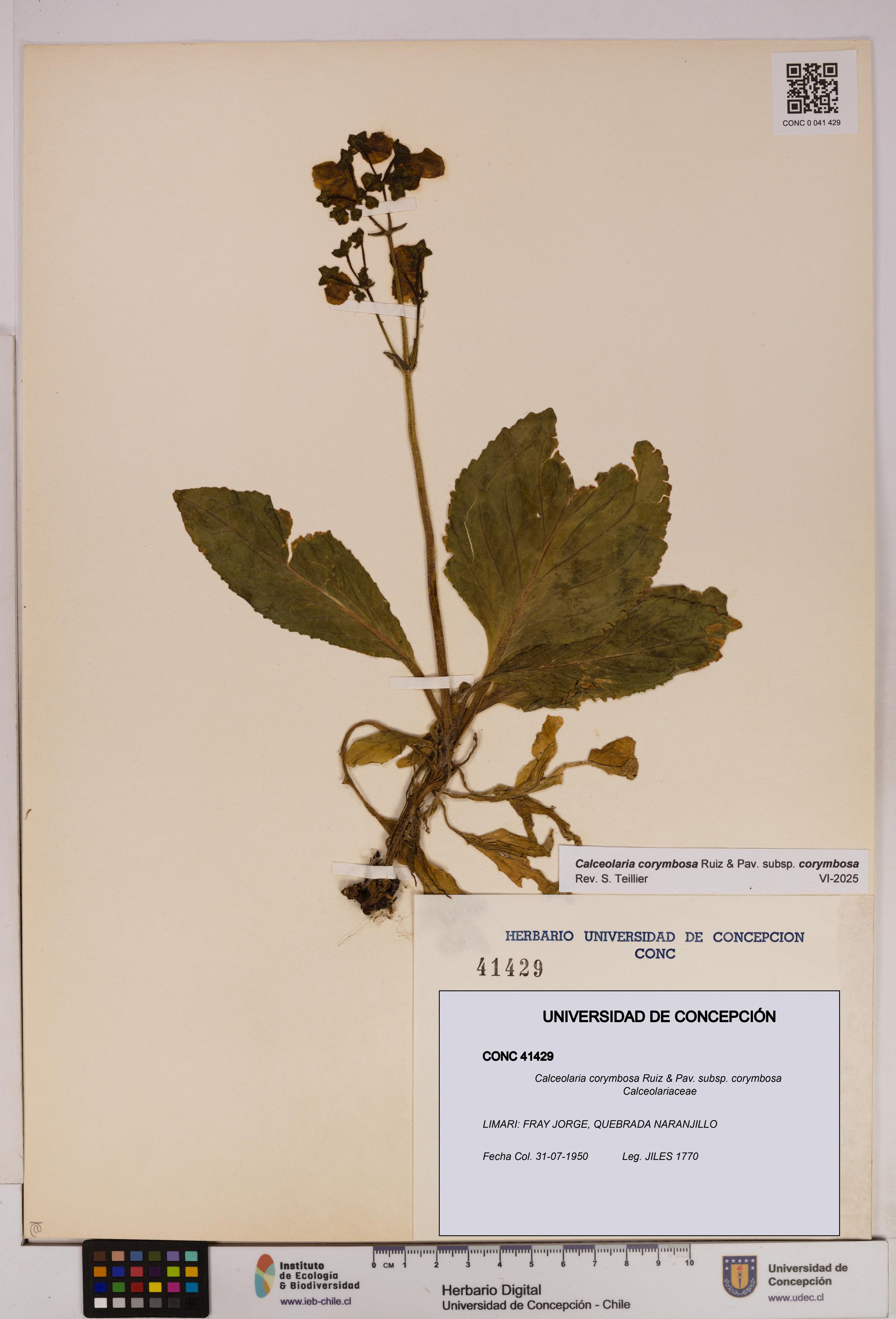 Calceolaria corymbosa [Espécimen: UDEC:CONC:0041429]