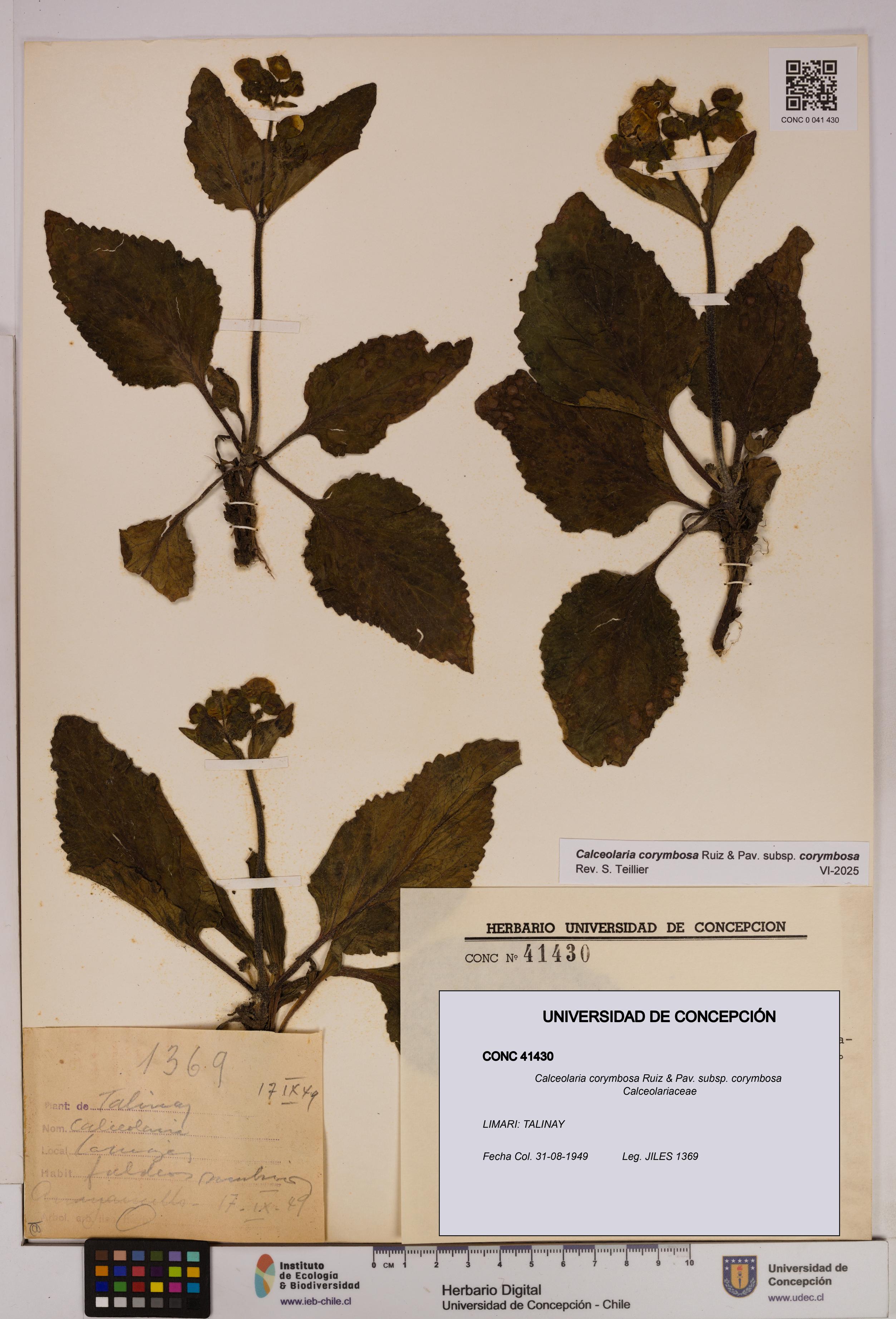 Calceolaria corymbosa [Espécimen: UDEC:CONC:0041430]