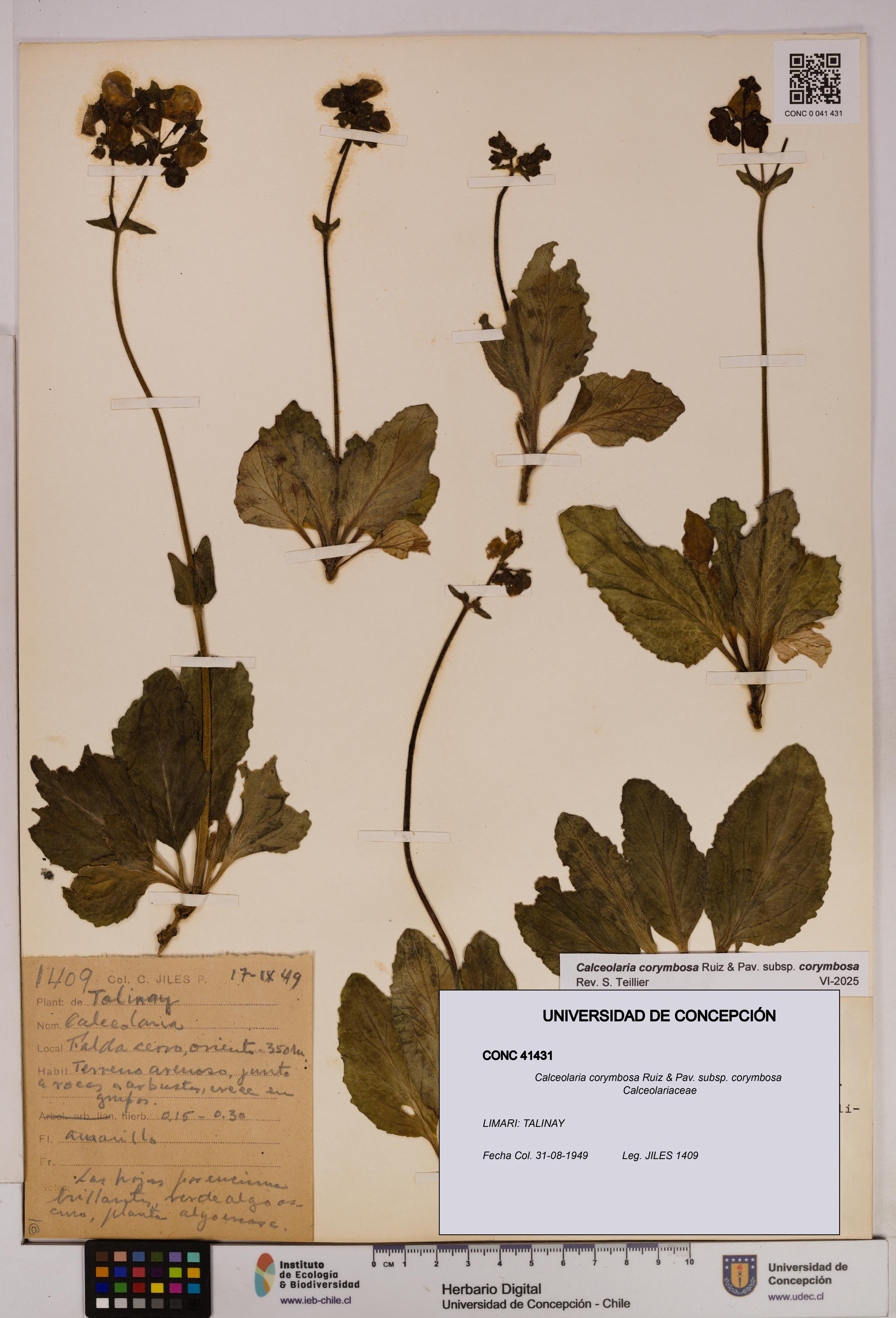 Calceolaria corymbosa [Espécimen: UDEC:CONC:0041431]