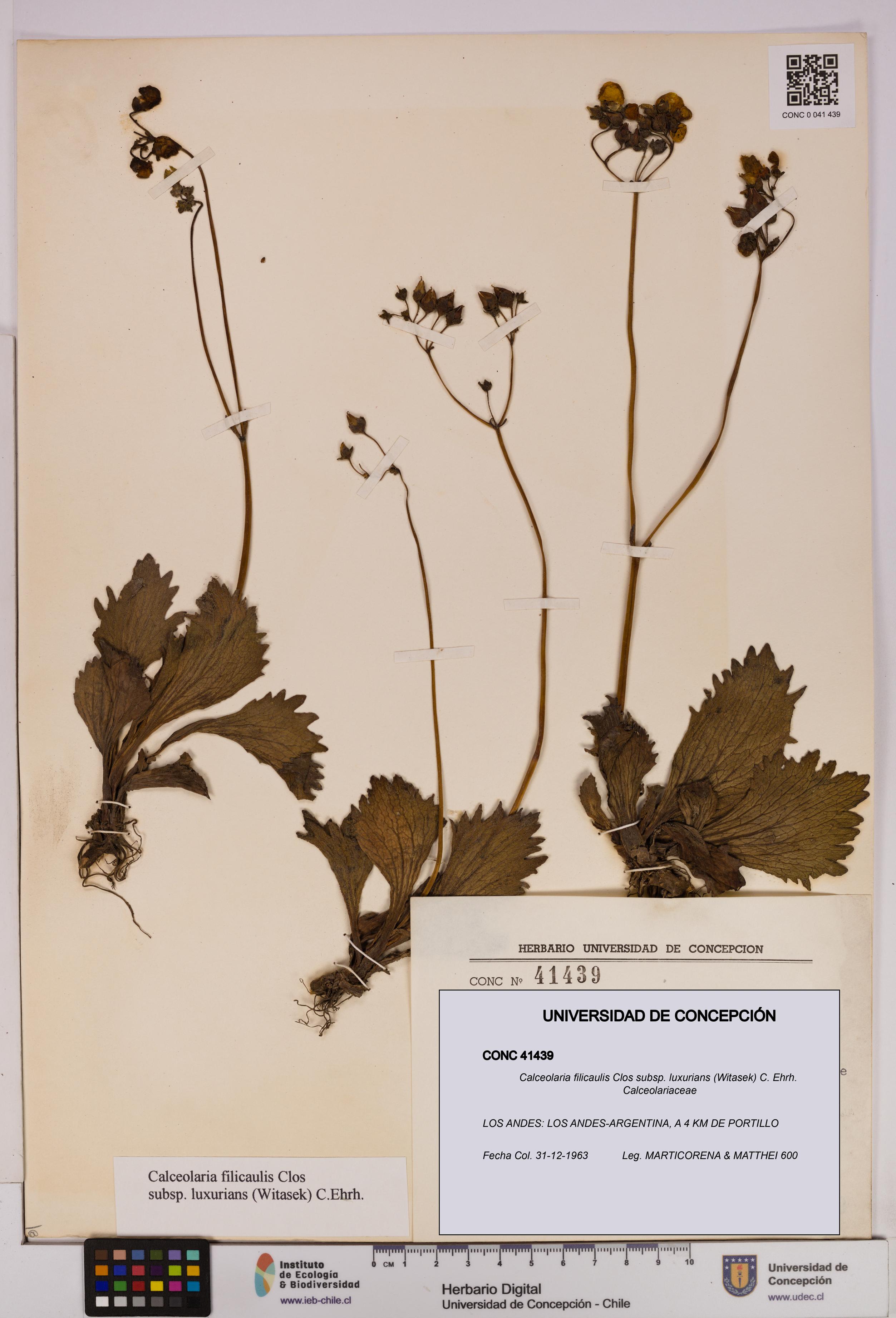 Calceolaria filicaulis [Espécimen: UDEC:CONC:0041439]