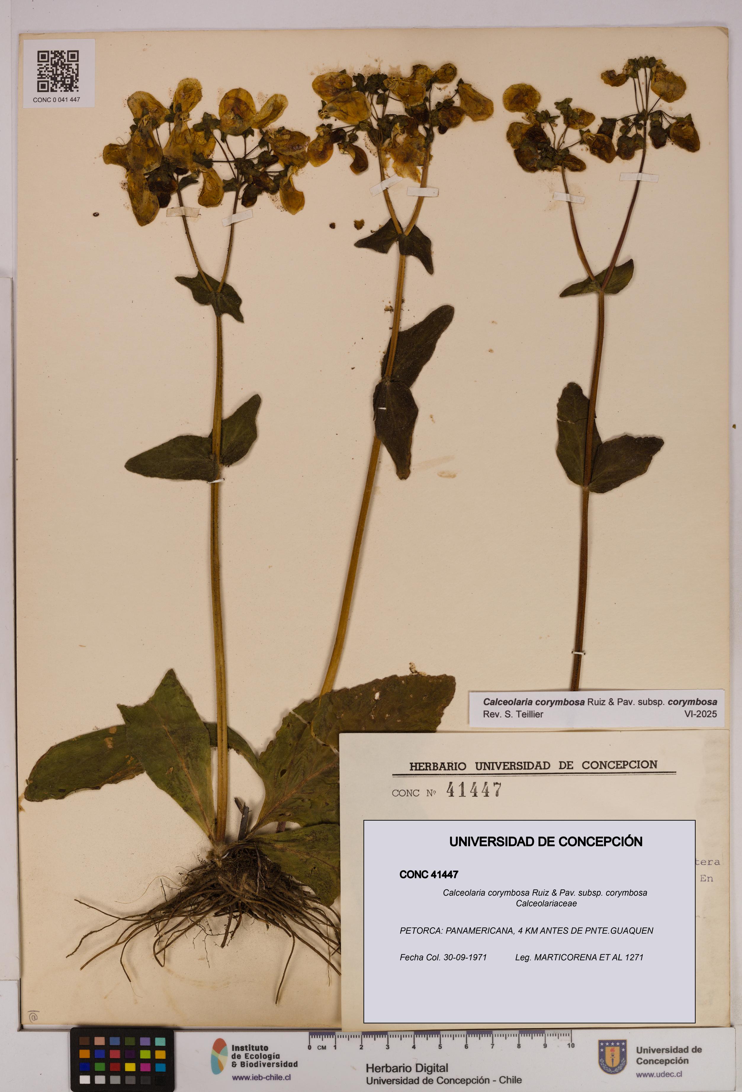 Calceolaria corymbosa [Espécimen: UDEC:CONC:0041447]