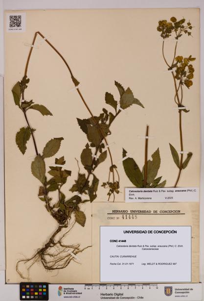Calceolaria dentata subsp. araucana [Espécimen: UDEC:CONC:0041448]