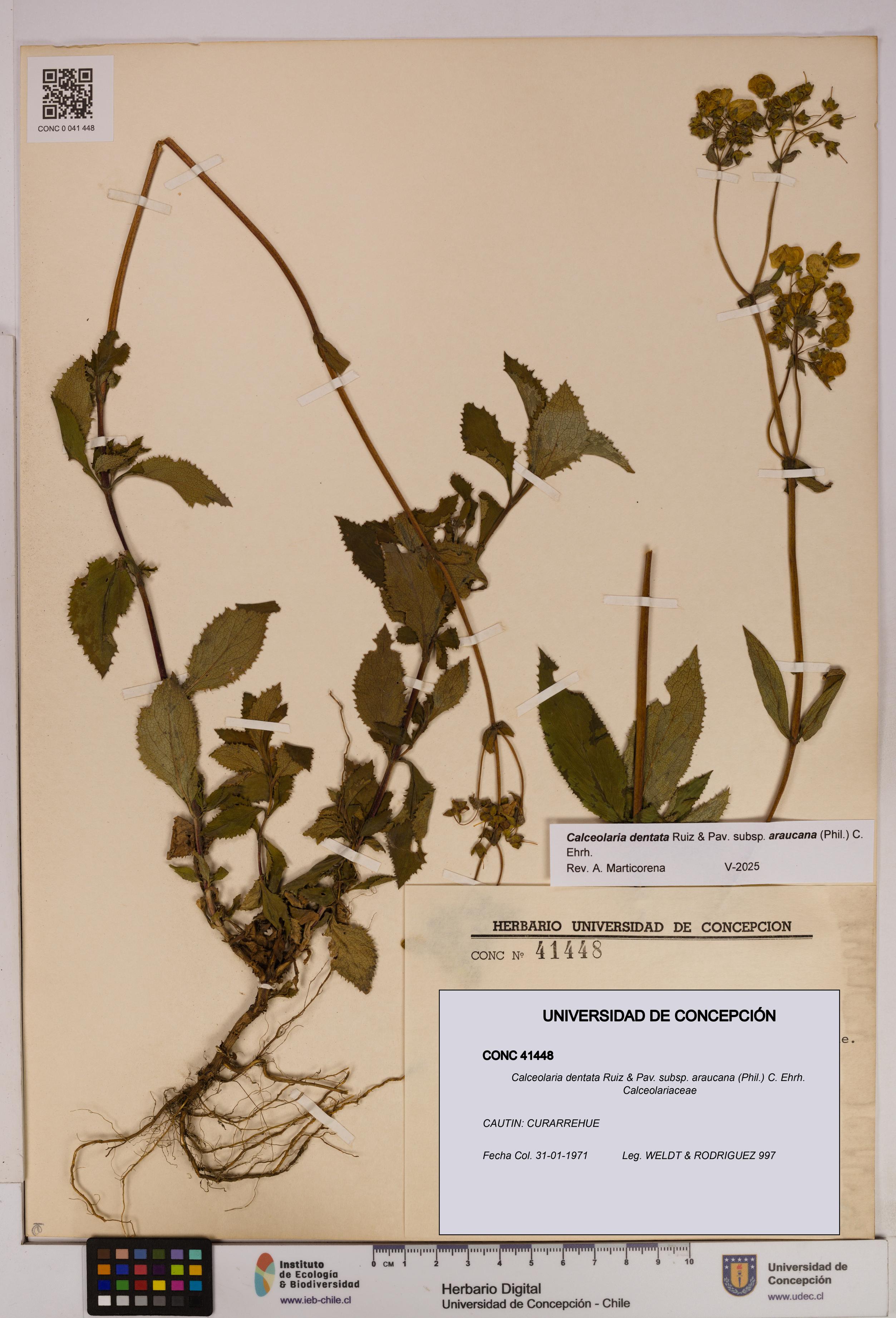 Calceolaria dentata subsp. araucana [Espécimen: UDEC:CONC:0041448]