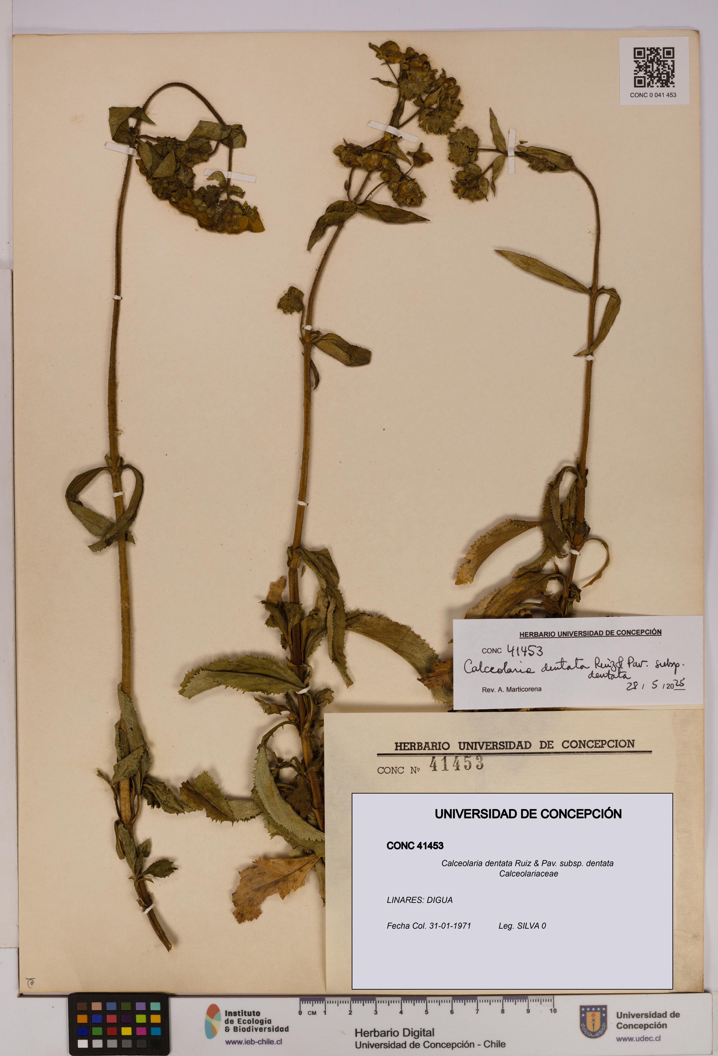 Calceolaria dentata subsp. dentata [Espécimen: UDEC:CONC:0041453]