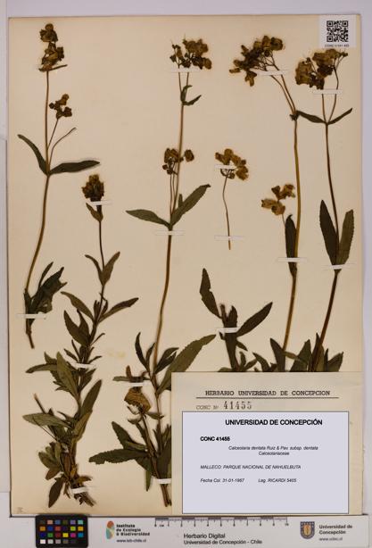 Calceolaria dentata subsp. dentata [Espécimen: UDEC:CONC:0041455]