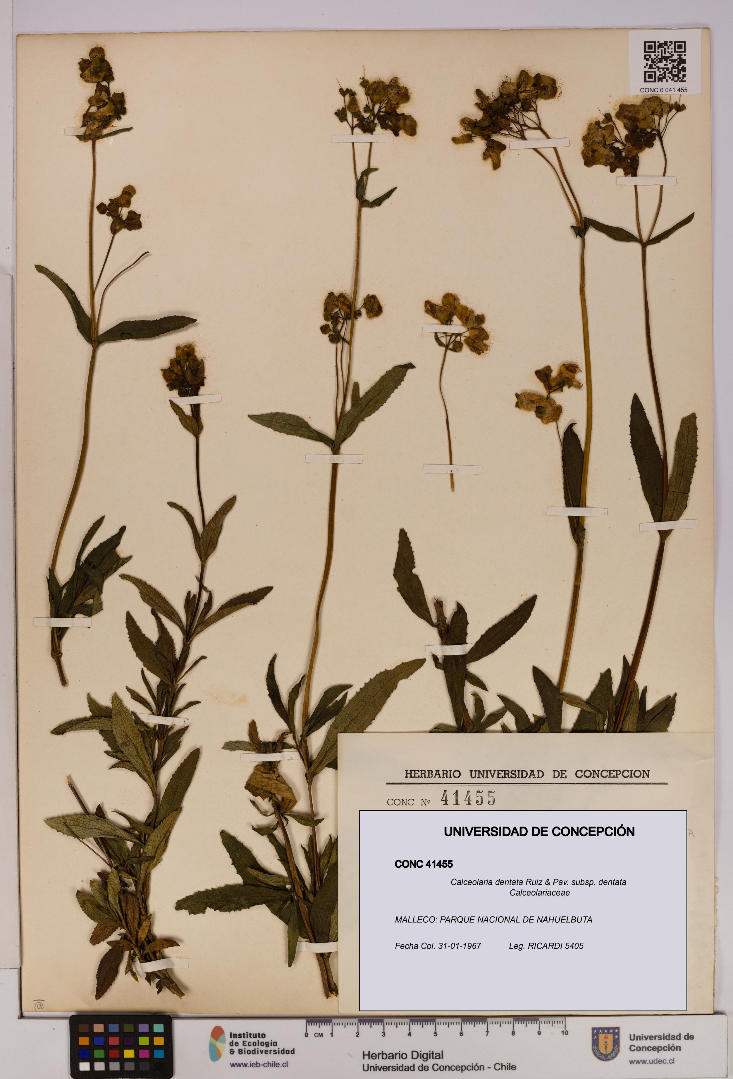Calceolaria dentata subsp. dentata [Espécimen: UDEC:CONC:0041455]