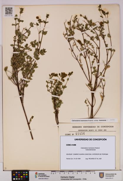 Calceolaria inamoena [Espécimen: UDEC:CONC:0041456]