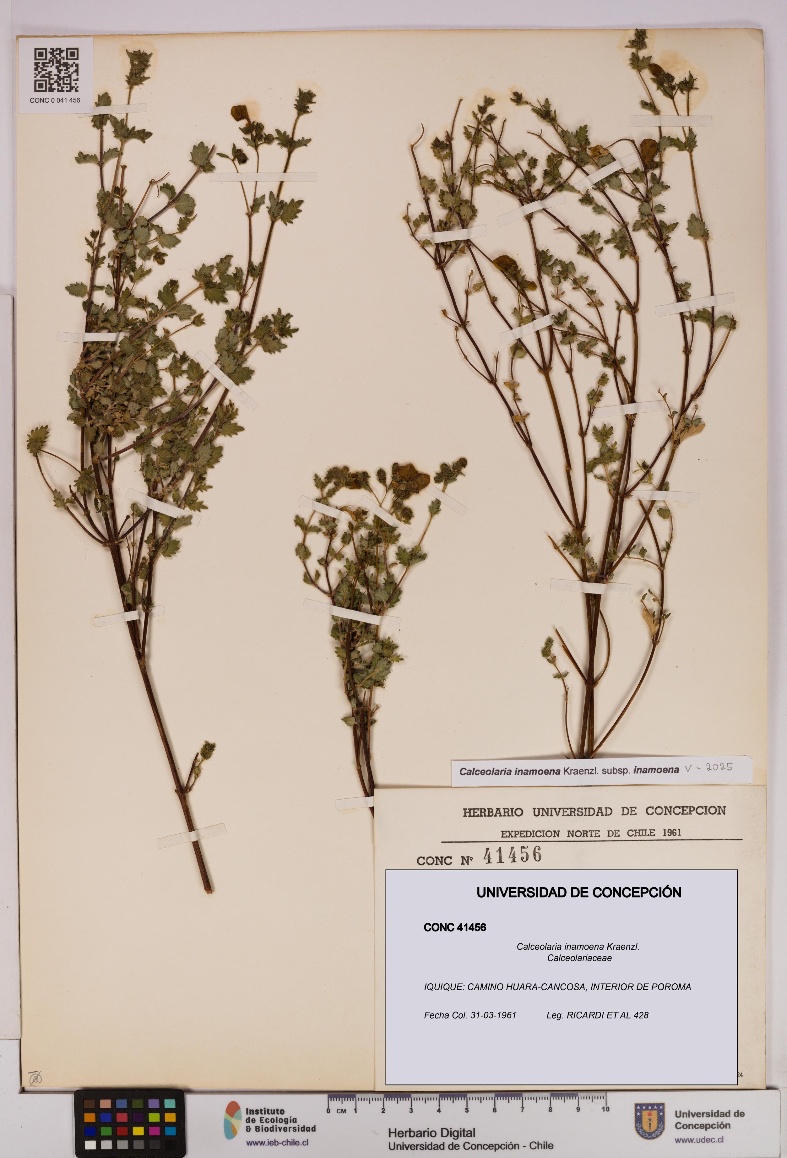 Calceolaria inamoena [Espécimen: UDEC:CONC:0041456]