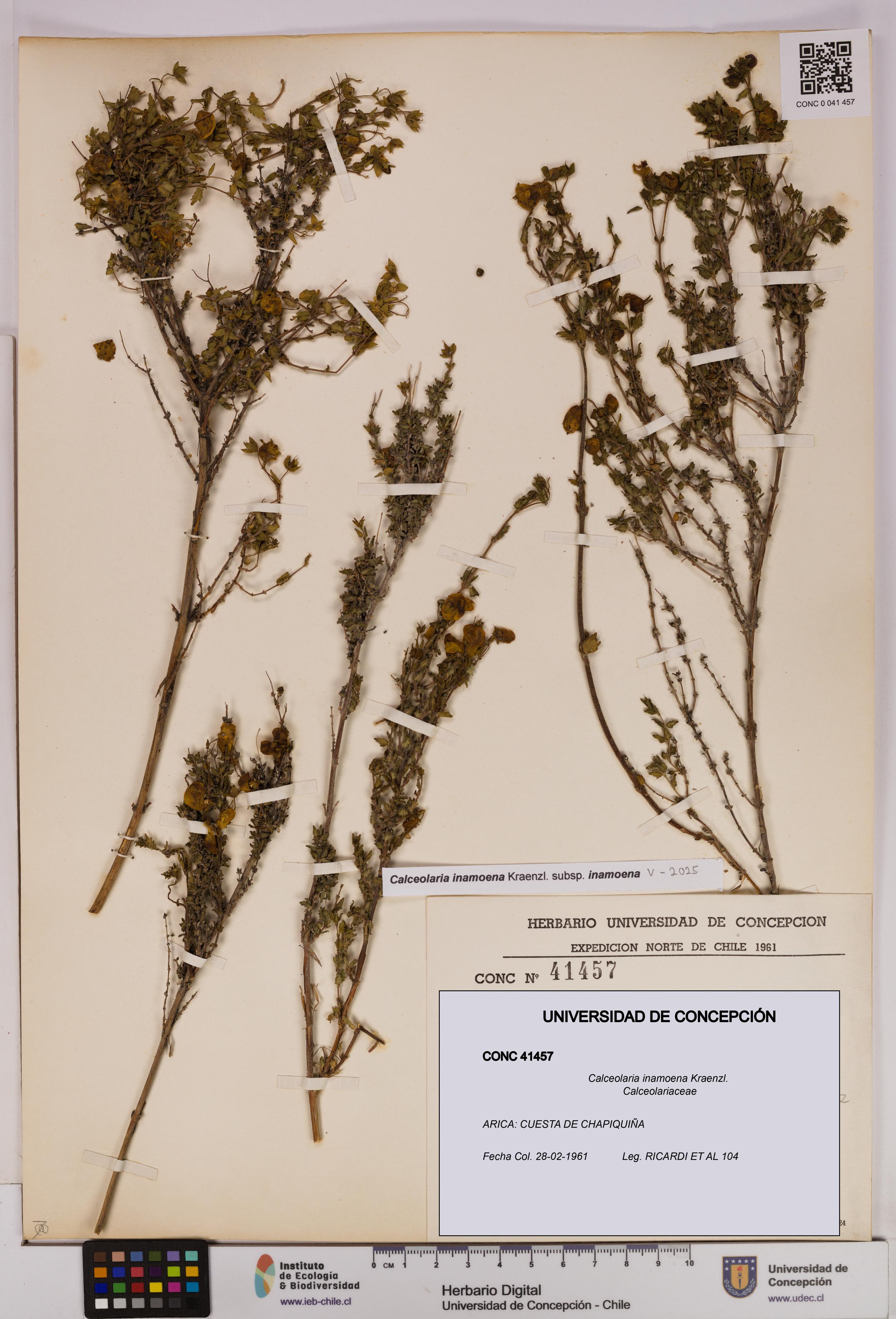 Calceolaria inamoena [Espécimen: UDEC:CONC:0041457]
