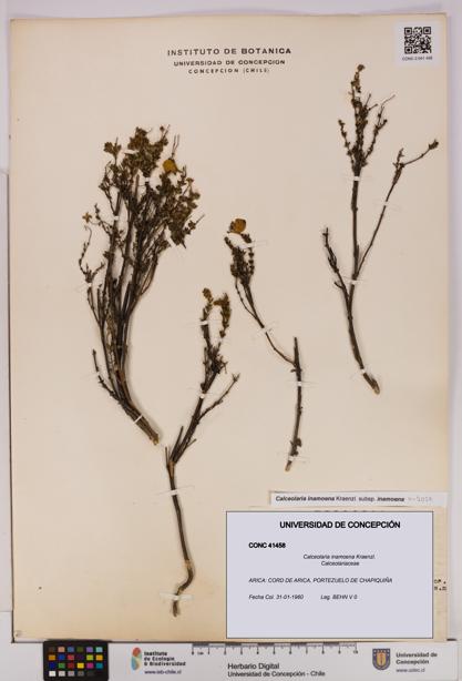 Calceolaria inamoena [Espécimen: UDEC:CONC:0041458]