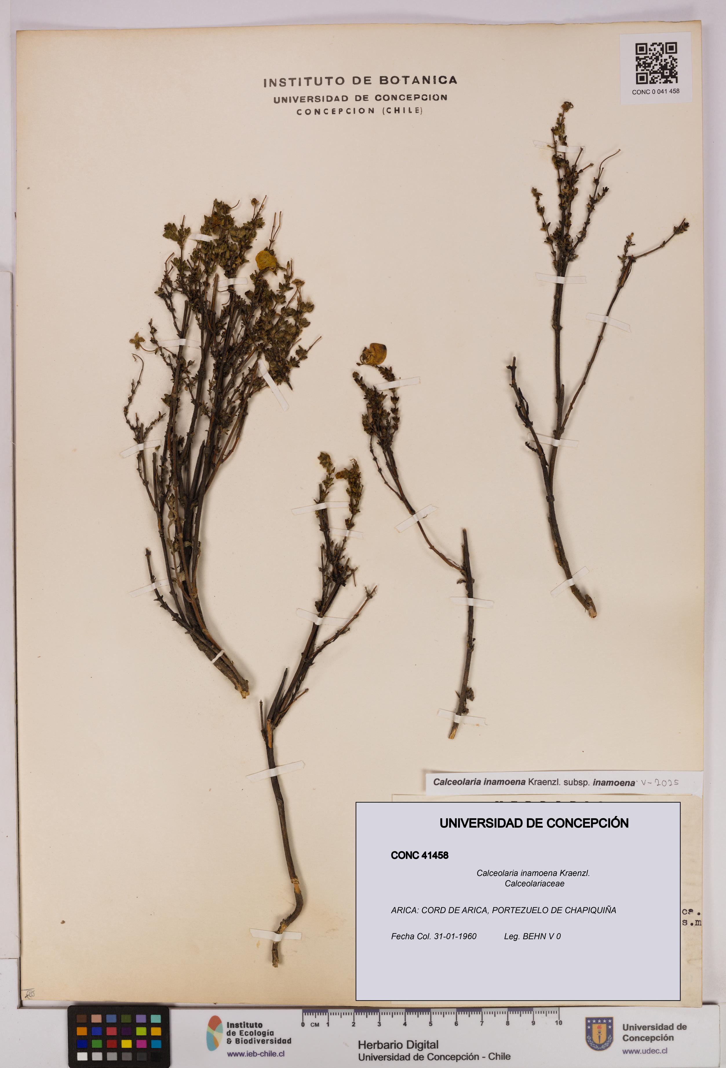 Calceolaria inamoena [Espécimen: UDEC:CONC:0041458]