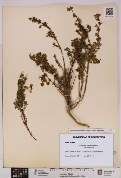 Calceolaria inamoena [Espécimen: UDEC:CONC:0041459]