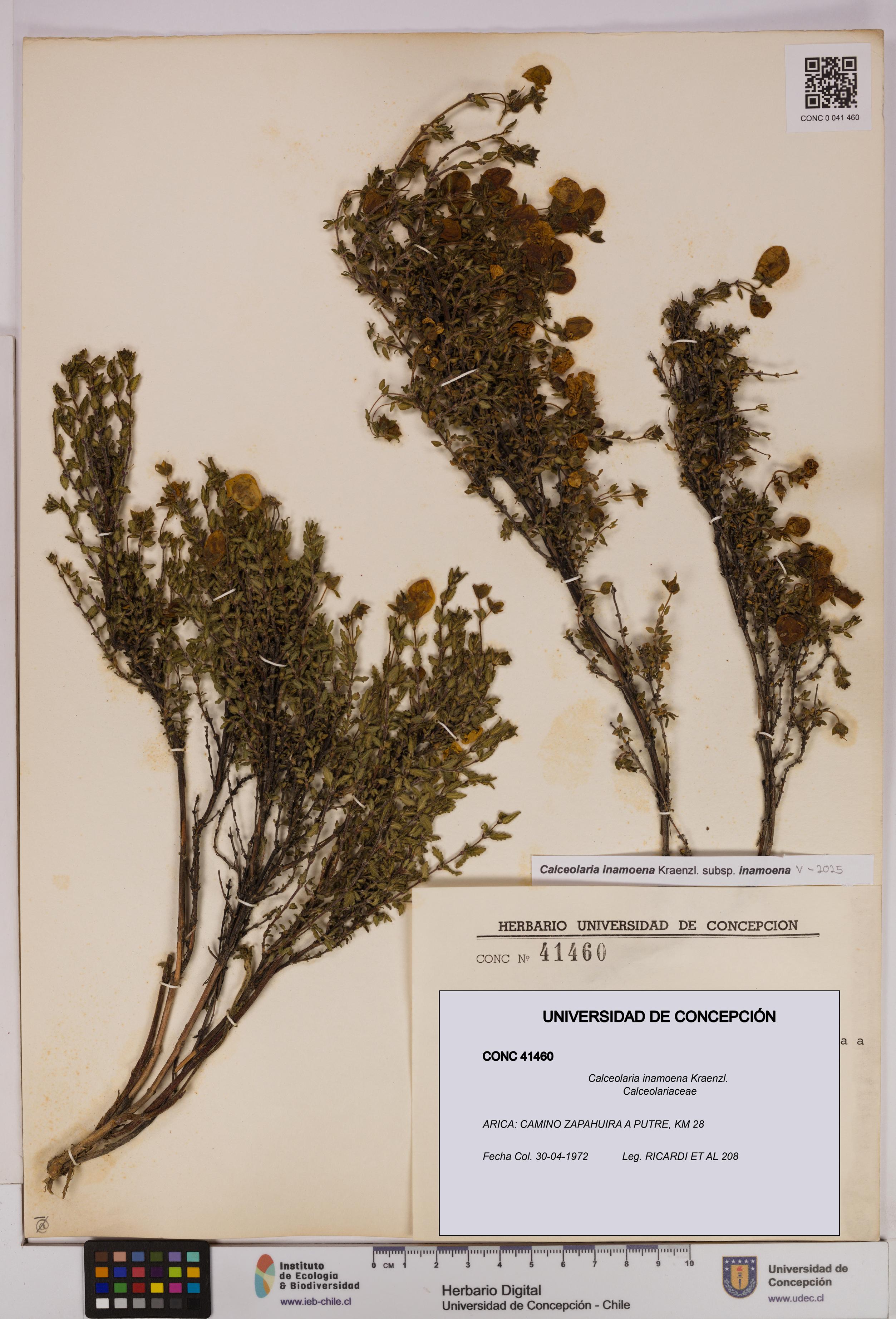 Calceolaria inamoena [Espécimen: UDEC:CONC:0041460]