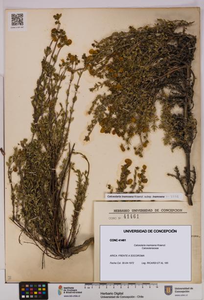 Calceolaria inamoena [Espécimen: UDEC:CONC:0041461]
