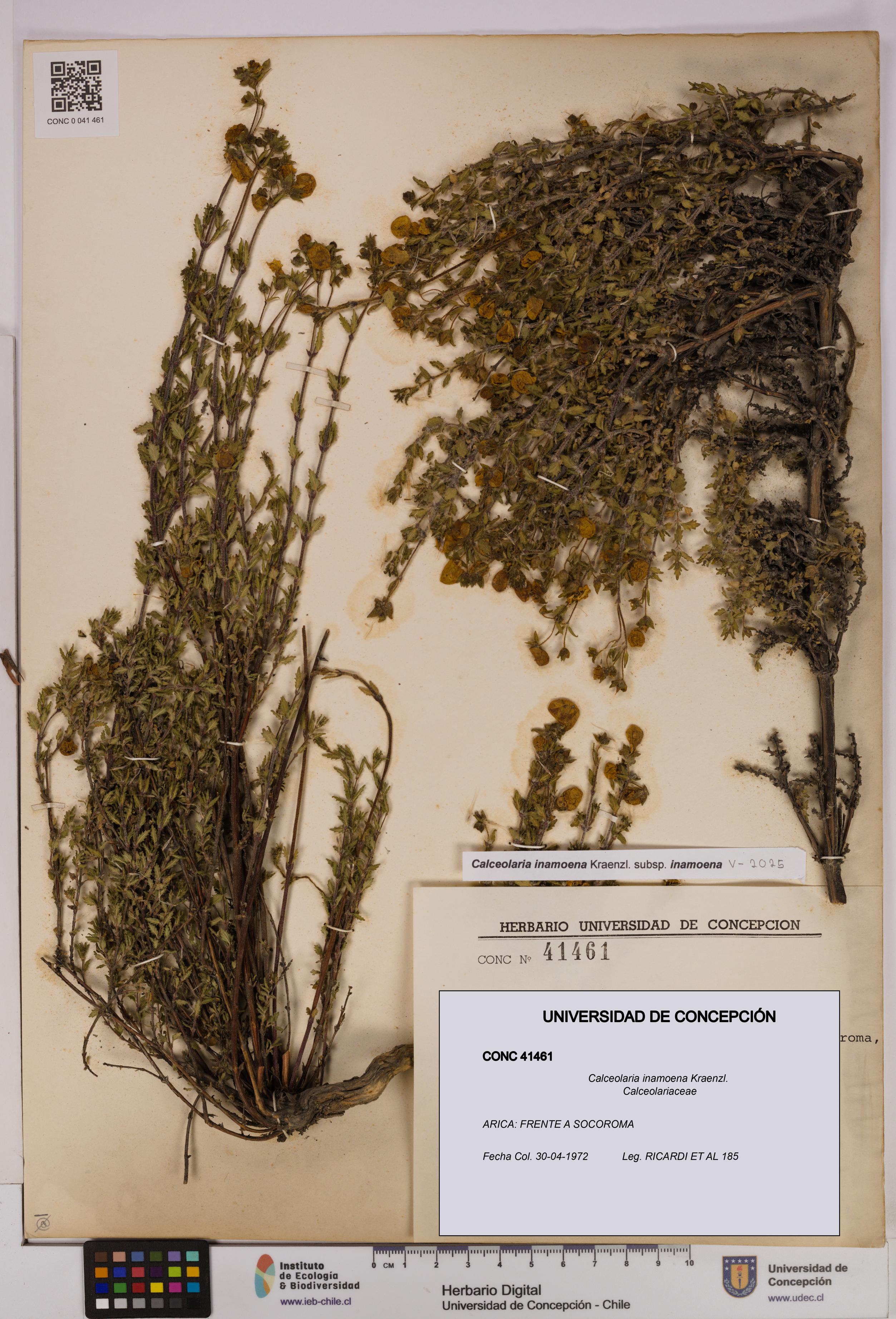 Calceolaria inamoena [Espécimen: UDEC:CONC:0041461]