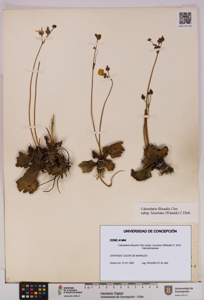 Calceolaria filicaulis [Espécimen: UDEC:CONC:0041464]