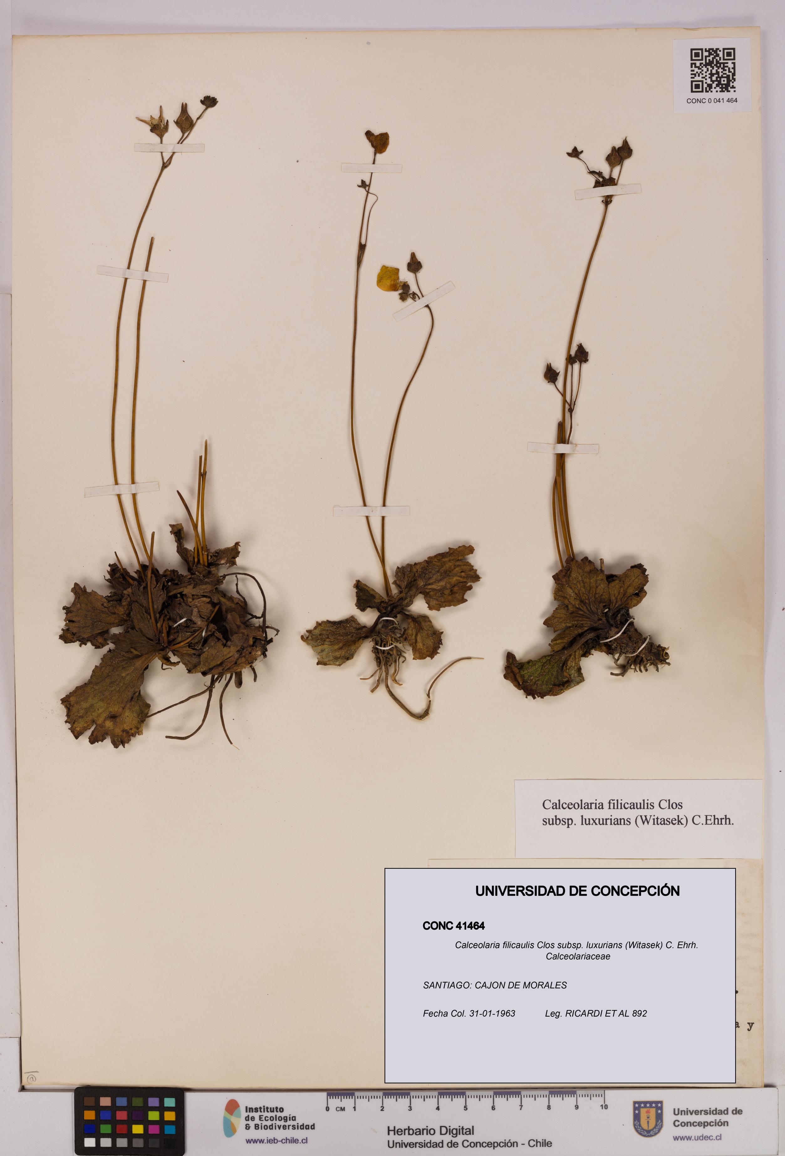 Calceolaria filicaulis [Espécimen: UDEC:CONC:0041464]