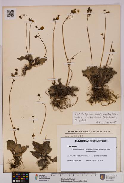 Calceolaria filicaulis [Espécimen: UDEC:CONC:0041469]