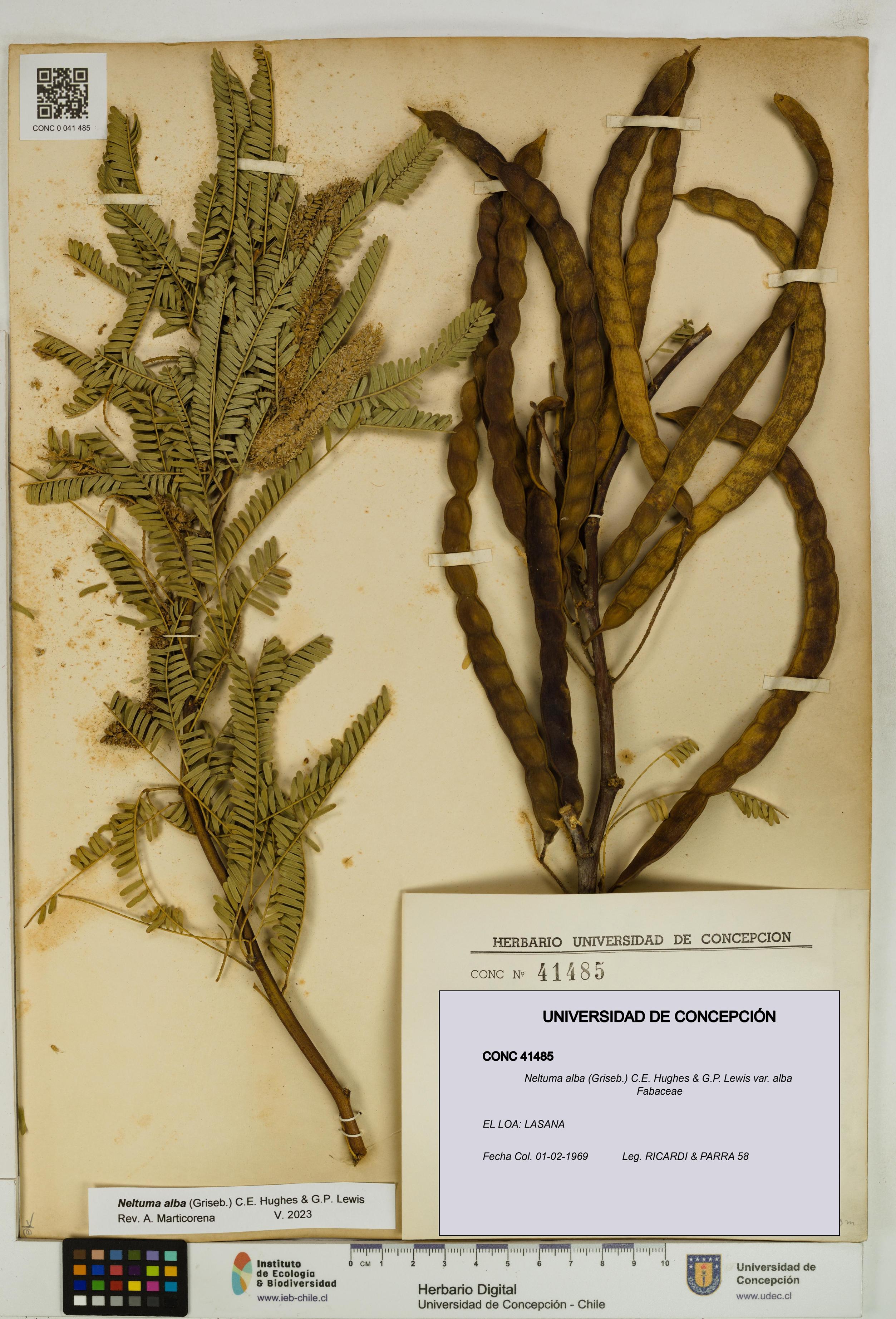 Neltuma alba var. alba [Espécimen: UDEC:CONC:0041485]