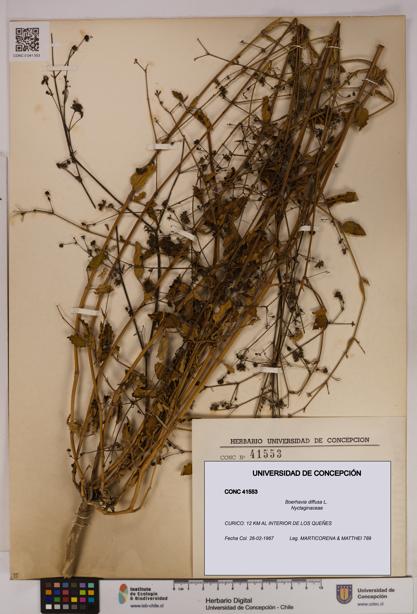Boerhavia diffusa [Espécimen: UDEC:CONC:0041553]