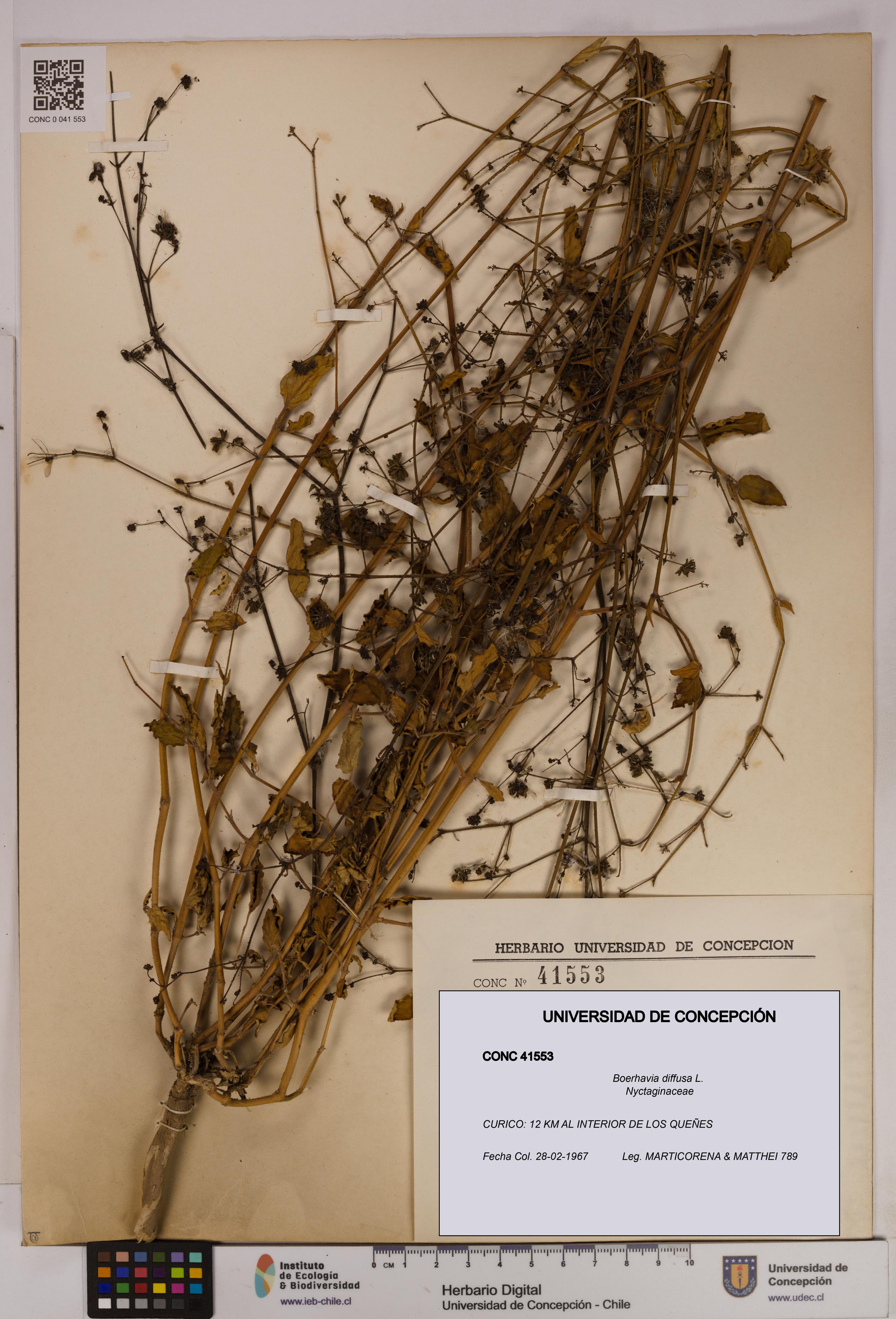 Boerhavia diffusa [Espécimen: UDEC:CONC:0041553]