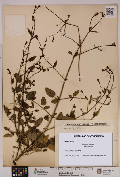 Boerhavia diffusa [Espécimen: UDEC:CONC:0041554]