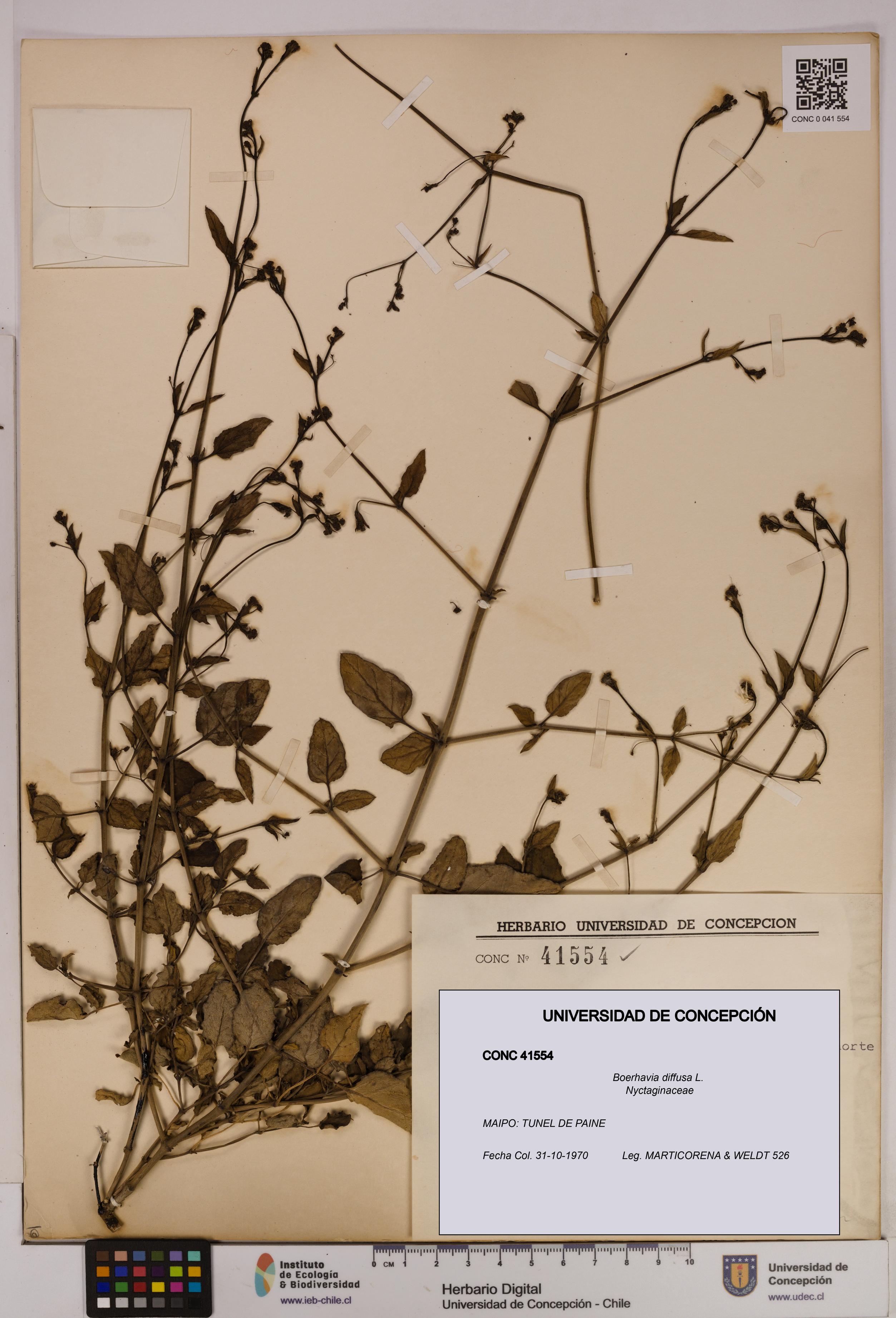 Boerhavia diffusa [Espécimen: UDEC:CONC:0041554]