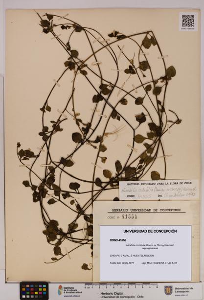 Mirabilis cordifolia [Espécimen: UDEC:CONC:0041555]