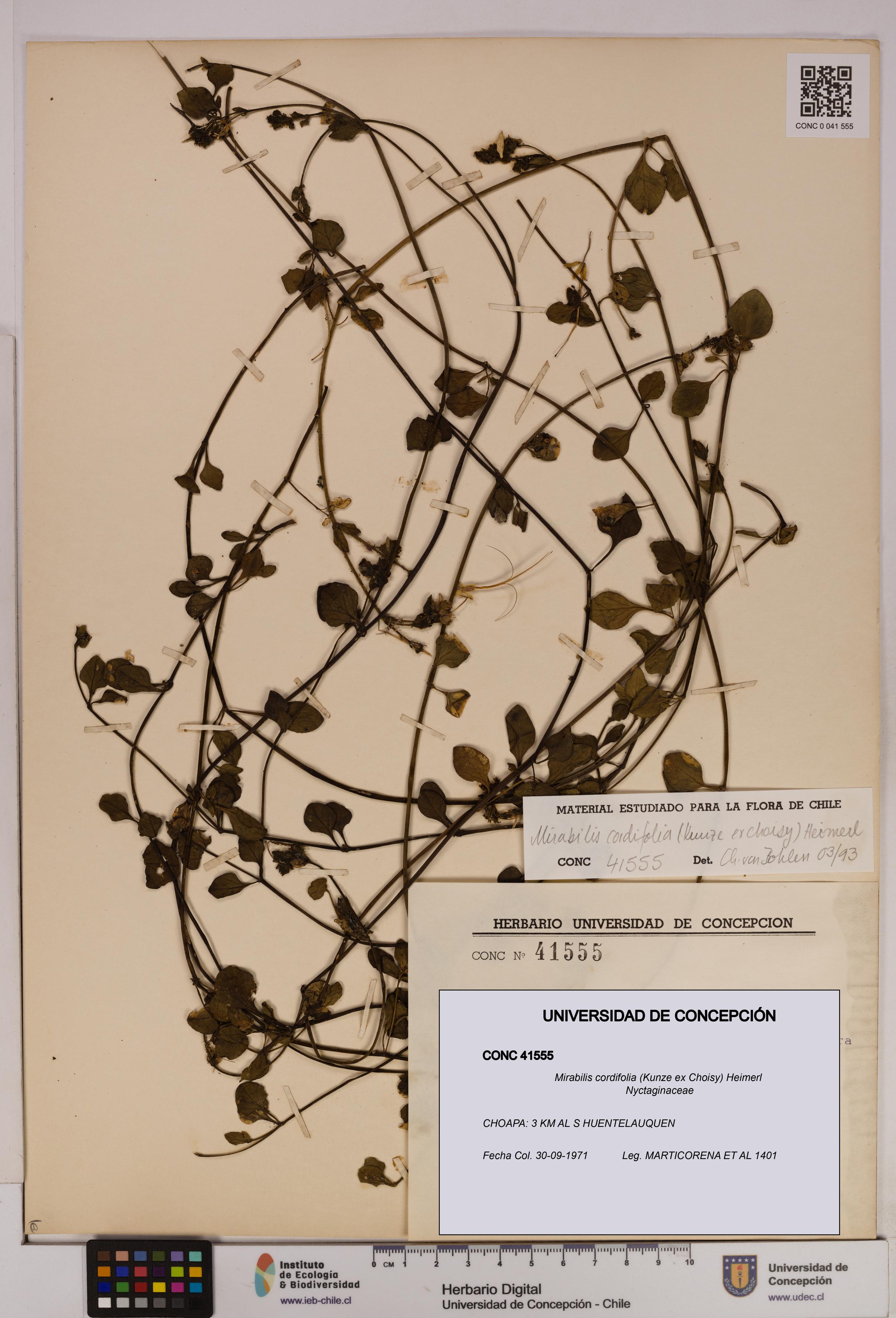 Mirabilis cordifolia [Espécimen: UDEC:CONC:0041555]