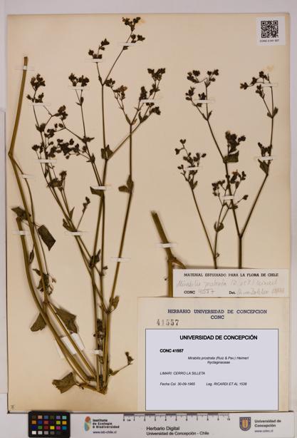 Mirabilis prostrata [Espécimen: UDEC:CONC:0041557]