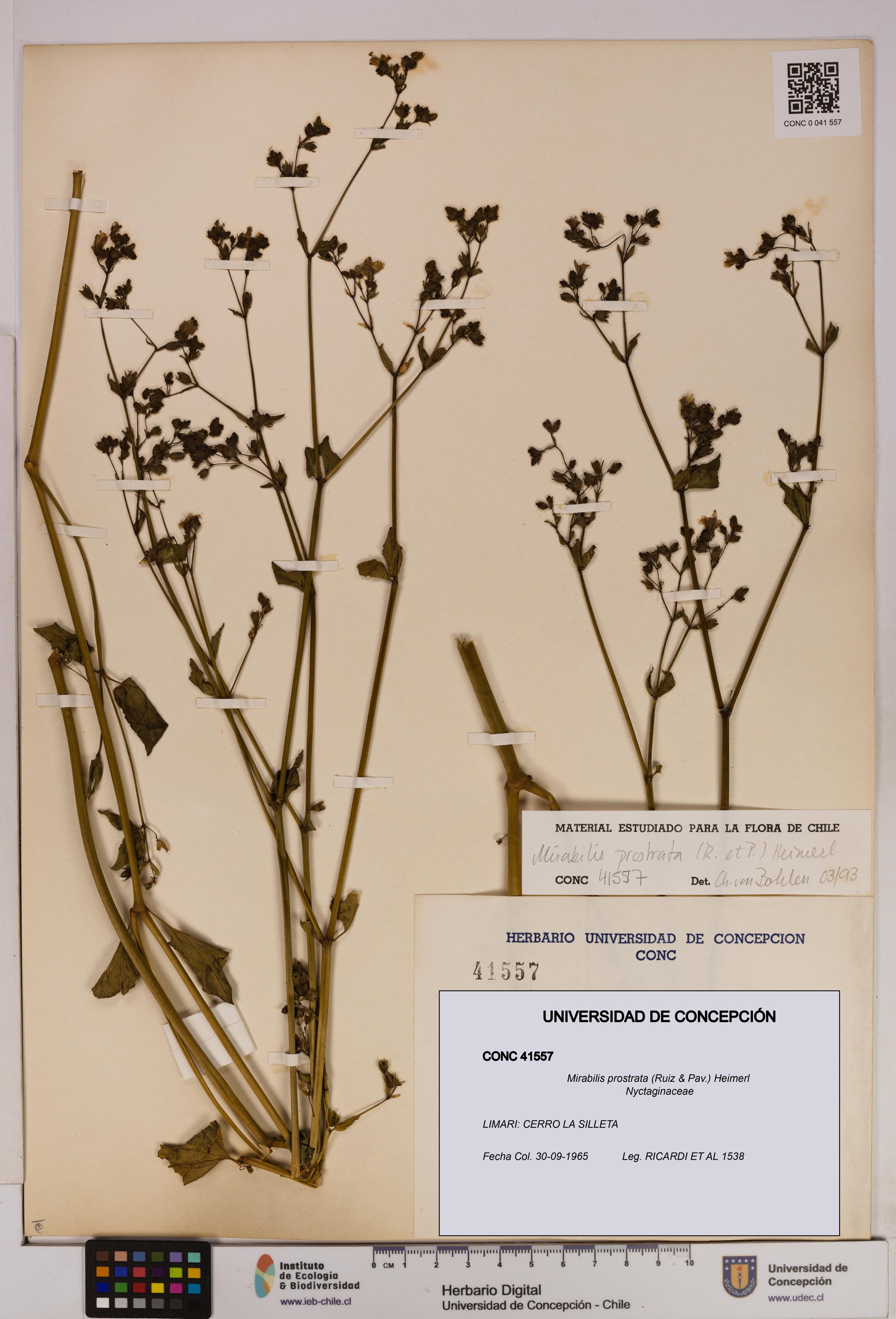 Mirabilis prostrata [Espécimen: UDEC:CONC:0041557]