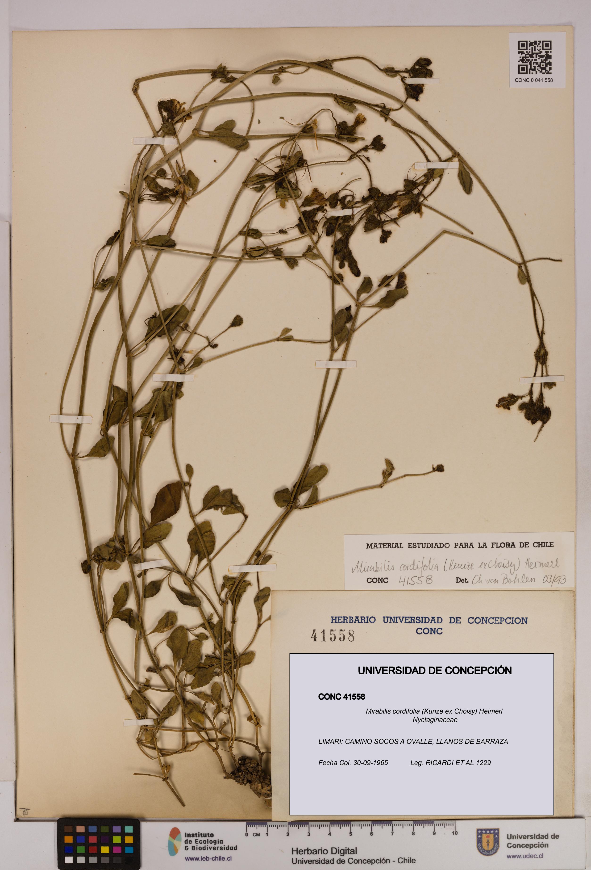 Mirabilis cordifolia [Espécimen: UDEC:CONC:0041558]