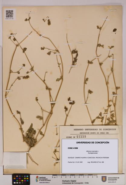 Allionia incarnata [Espécimen: UDEC:CONC:0041559]
