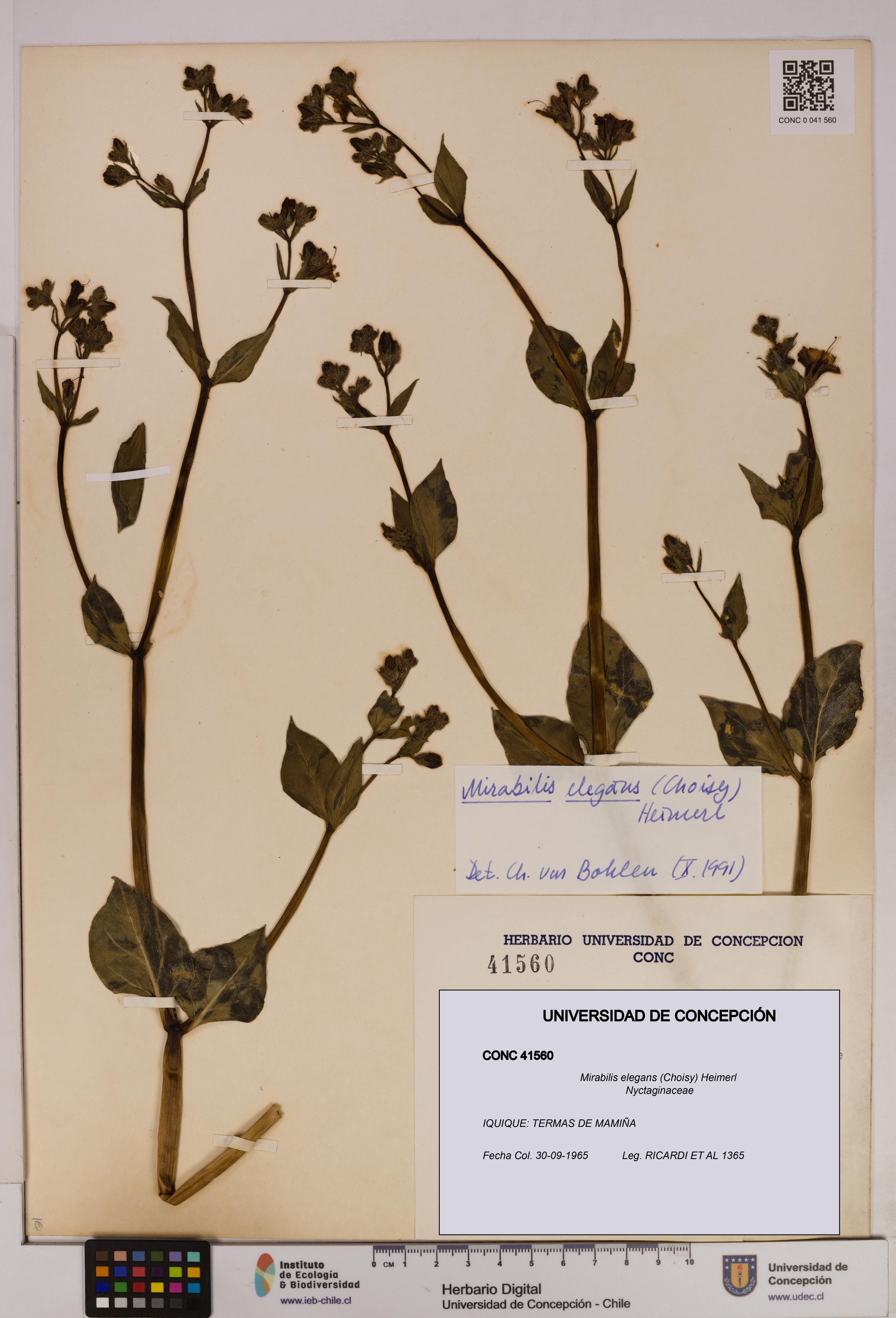 Mirabilis elegans [Espécimen: UDEC:CONC:0041560]