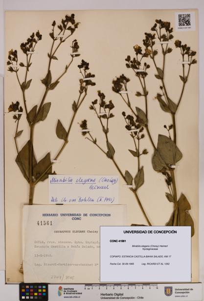Mirabilis elegans [Espécimen: UDEC:CONC:0041561]