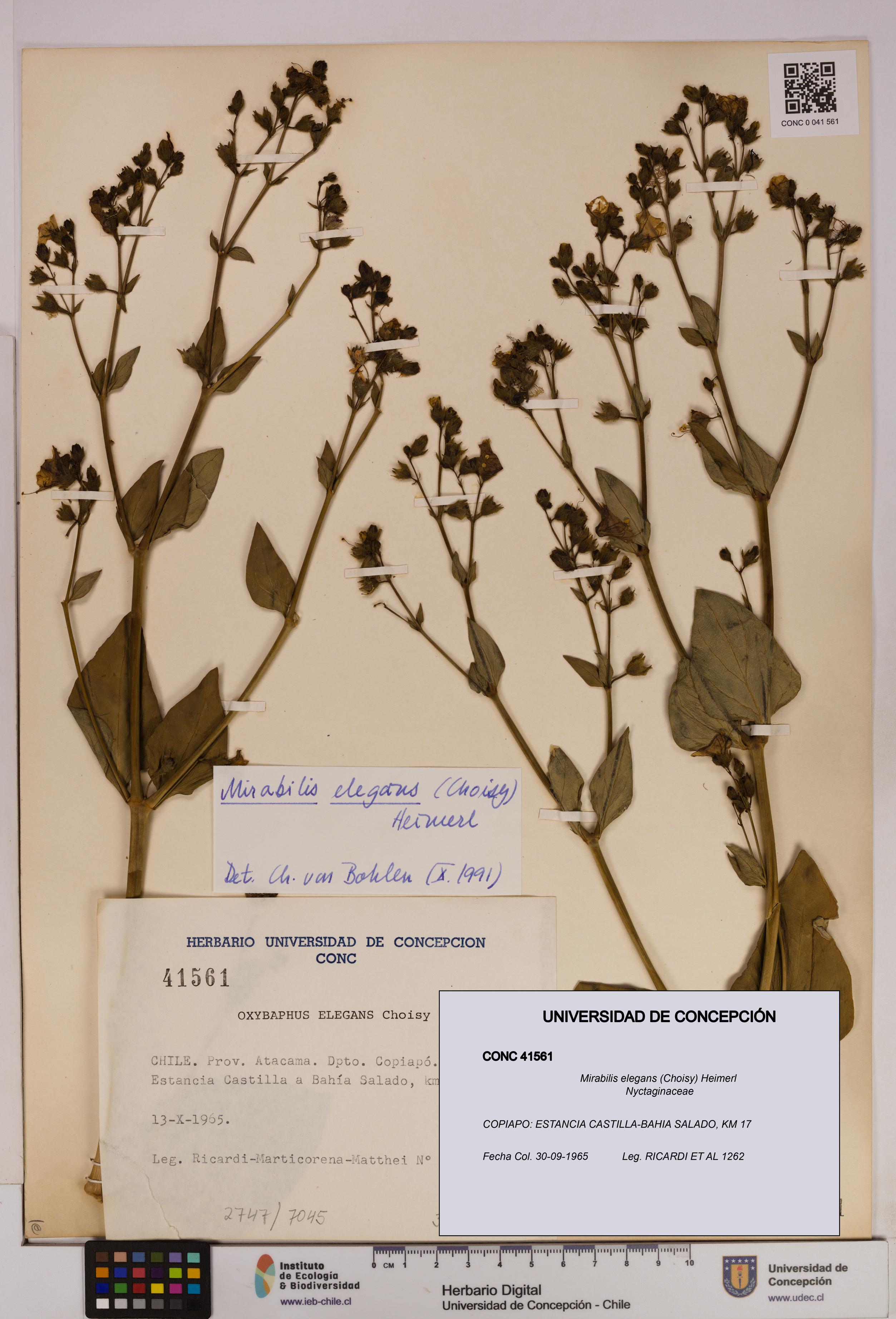 Mirabilis elegans [Espécimen: UDEC:CONC:0041561]
