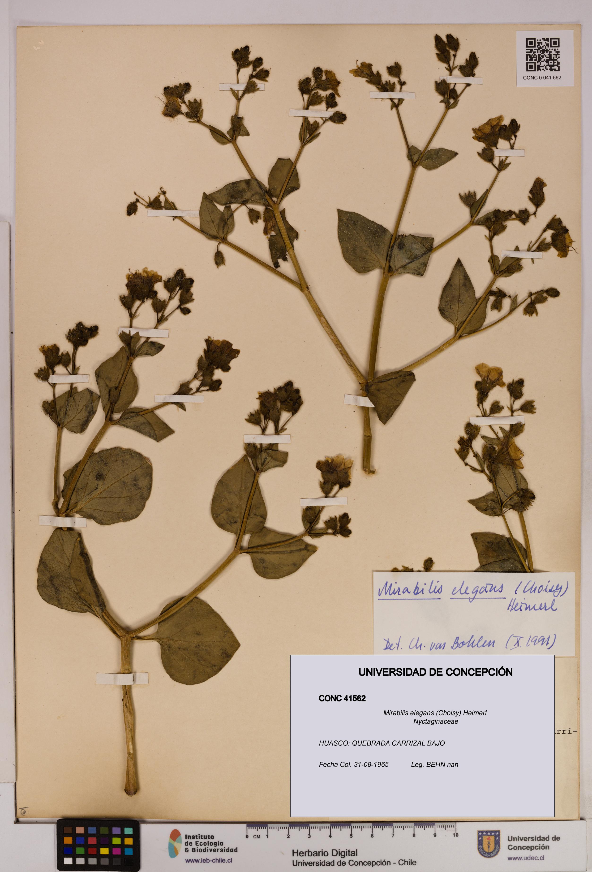 Mirabilis elegans [Espécimen: UDEC:CONC:0041562]