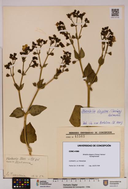 Mirabilis elegans [Espécimen: UDEC:CONC:0041563]