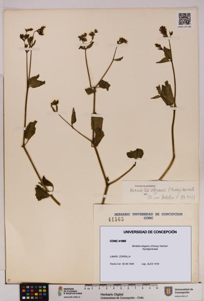 Mirabilis elegans [Espécimen: UDEC:CONC:0041565]