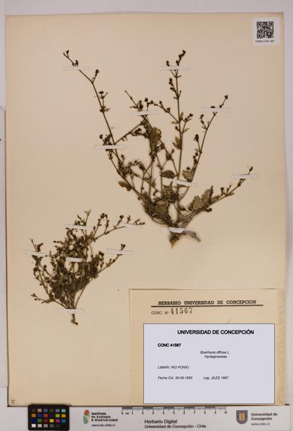 Boerhavia diffusa [Espécimen: UDEC:CONC:0041567]
