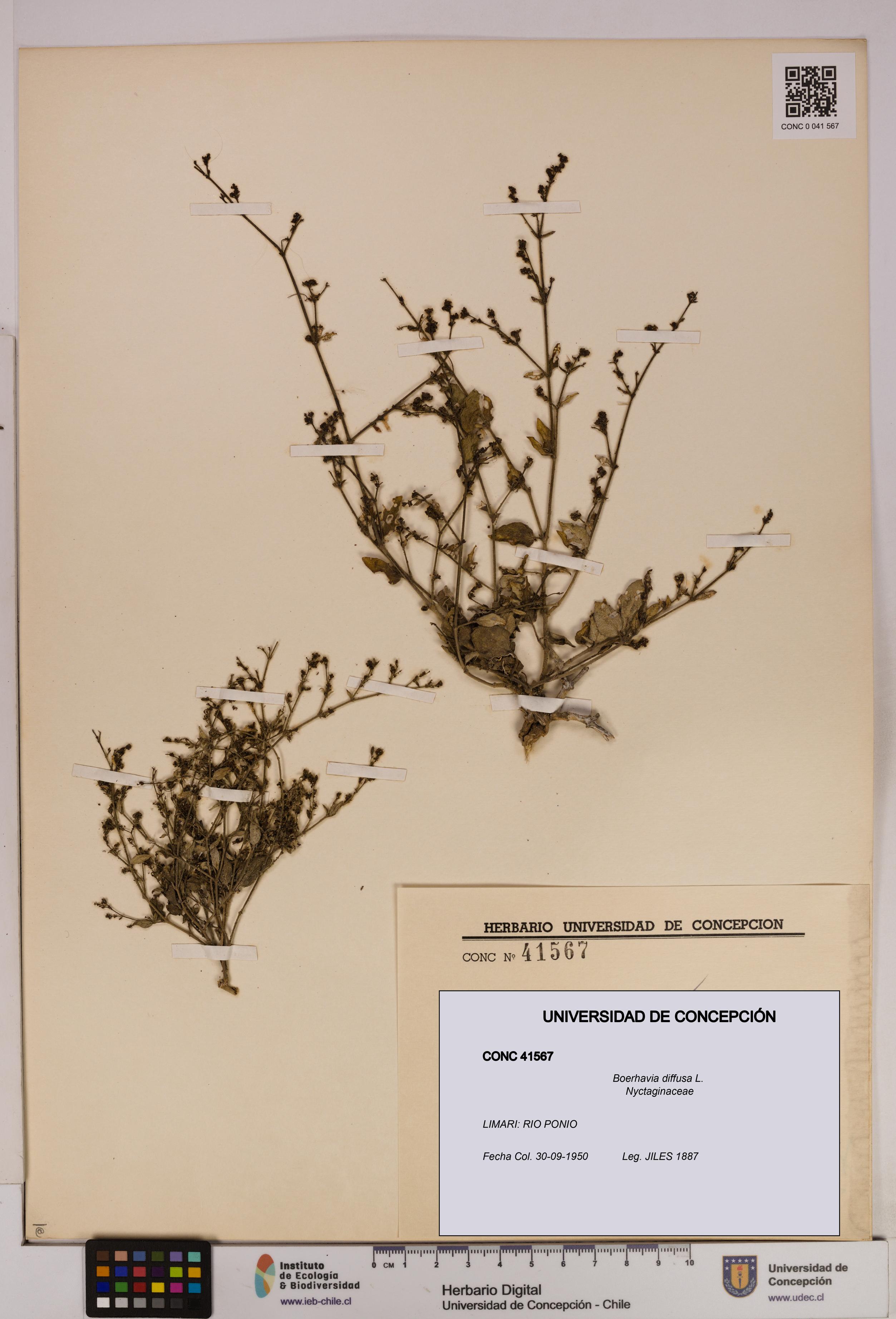 Boerhavia diffusa [Espécimen: UDEC:CONC:0041567]