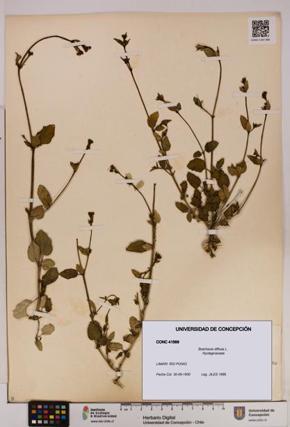 Boerhavia diffusa [Espécimen: UDEC:CONC:0041568]