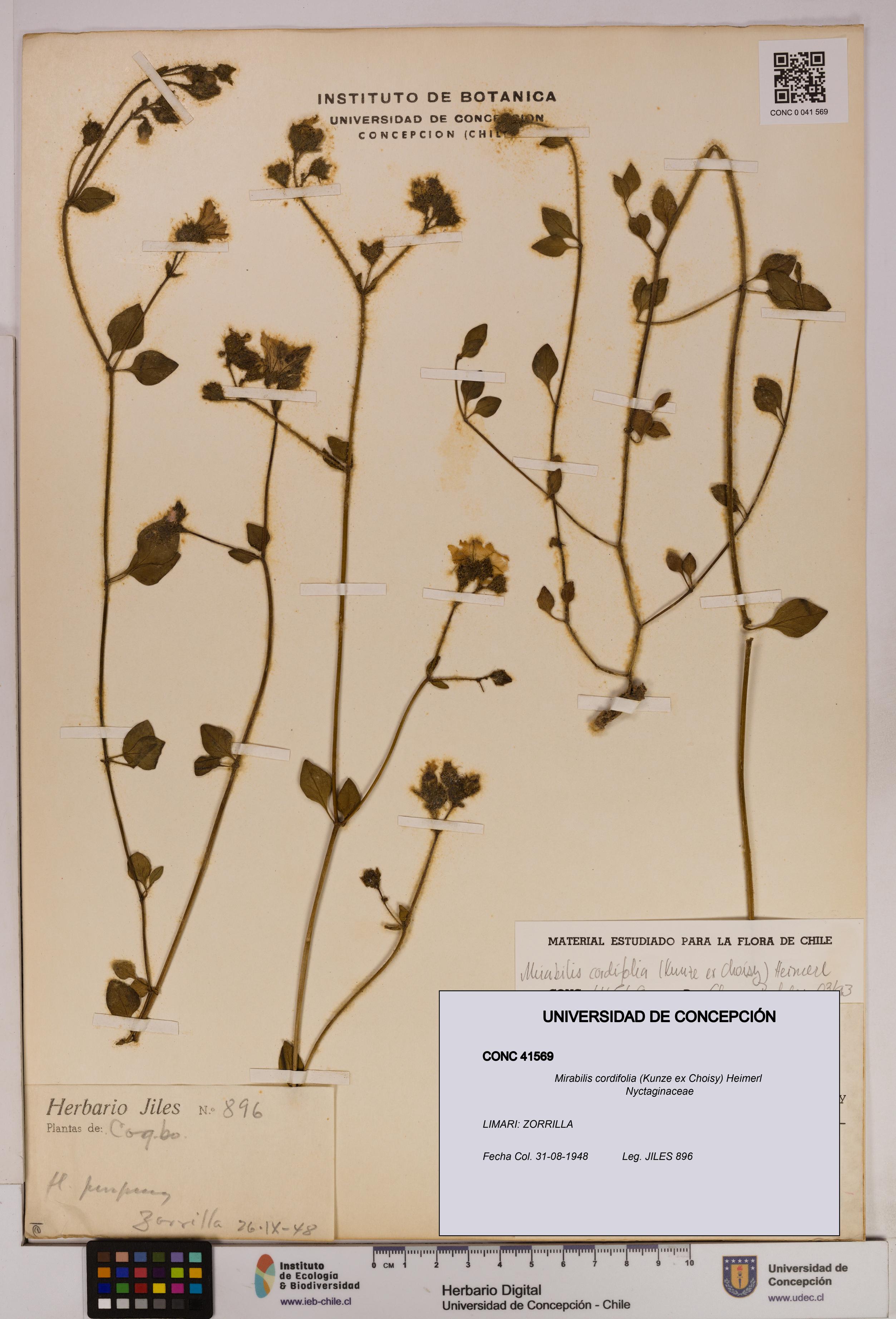 Mirabilis cordifolia [Espécimen: UDEC:CONC:0041569]