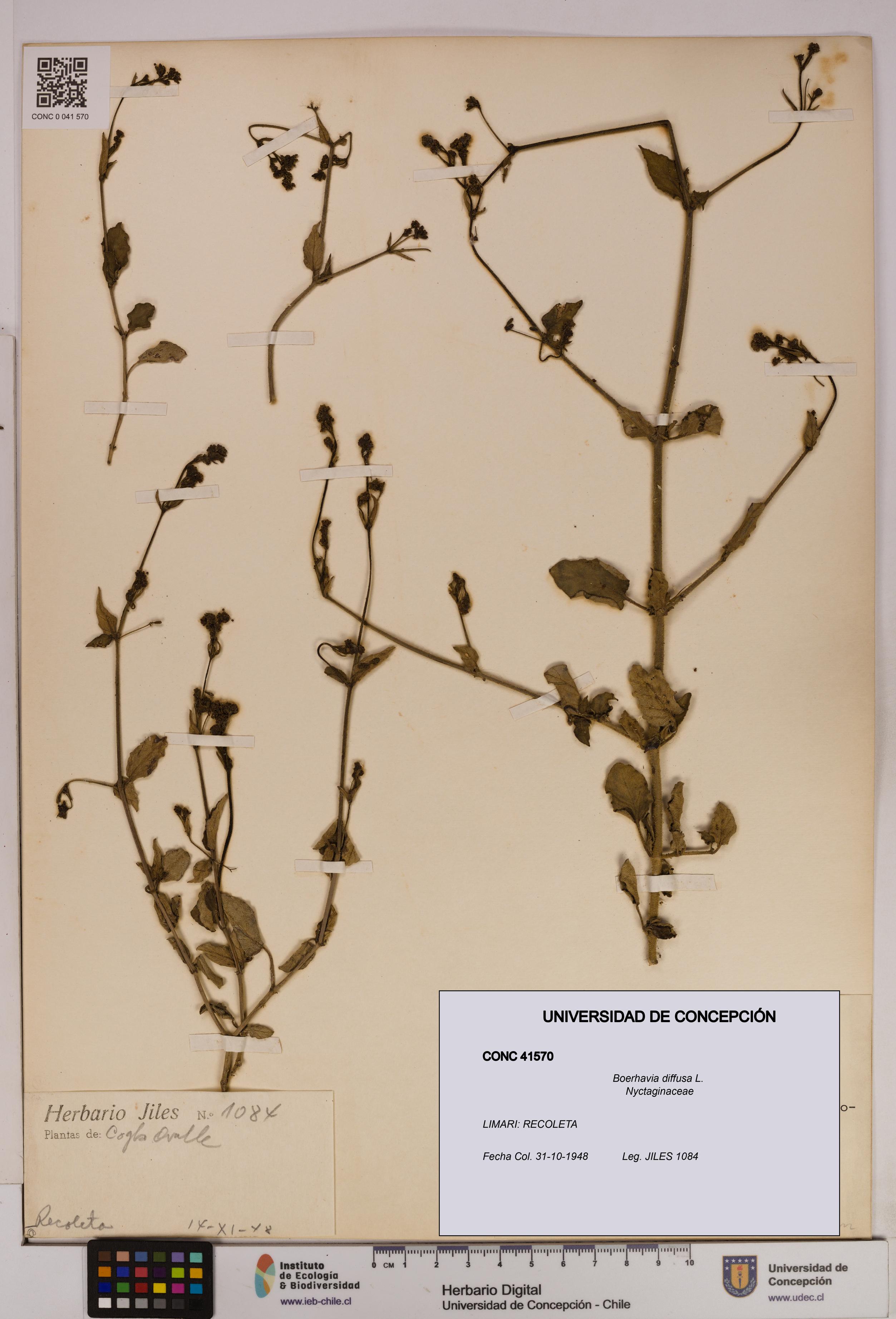 Boerhavia diffusa [Espécimen: UDEC:CONC:0041570]