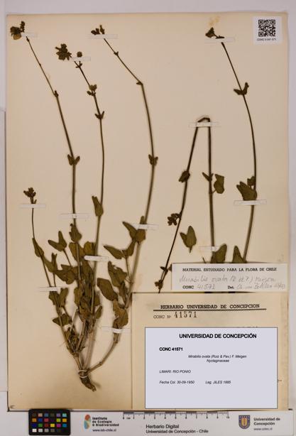 Mirabilis ovata [Espécimen: UDEC:CONC:0041571]