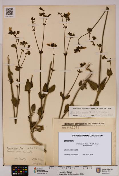 Mirabilis ovata [Espécimen: UDEC:CONC:0041572]