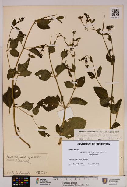 Mirabilis prostrata [Espécimen: UDEC:CONC:0041573]
