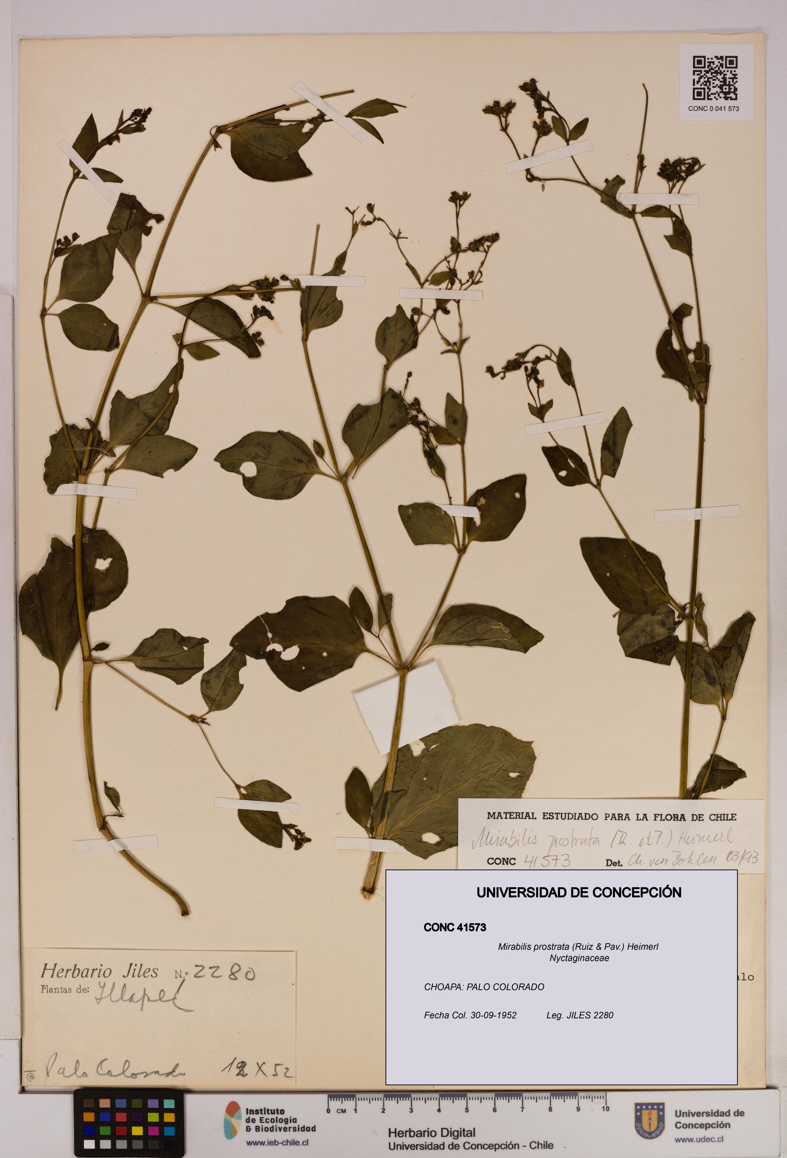 Mirabilis prostrata [Espécimen: UDEC:CONC:0041573]