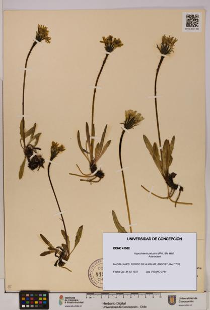 Hypochaeris palustris [Espécimen: UDEC:CONC:0041582]
