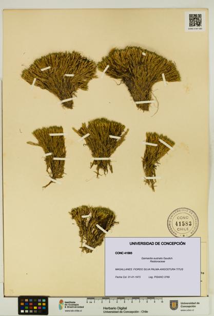 Gaimardia australis [Espécimen: UDEC:CONC:0041583]